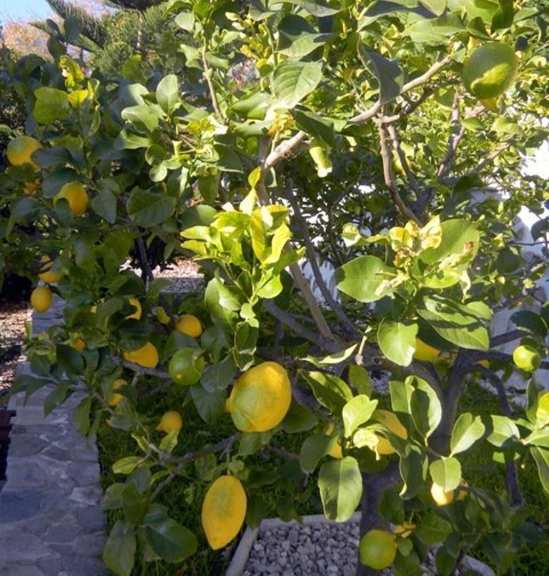 לינה וארוחת בוקר מנטון Les Mimosas מראה חיצוני תמונה